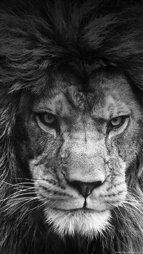 Beauty Black And White Lion King Backgrounds Roar Backgrounds Chanxed •