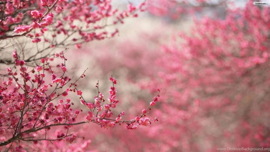 YouWall   Pink Buds Wallpapers   Wallpaper,wallpapers,free ...