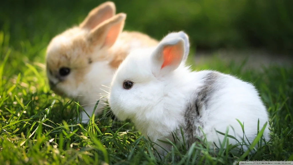 Cute Bunnies Wallpapers Full HD [1920x1080]   Free Wallpapers Full ...