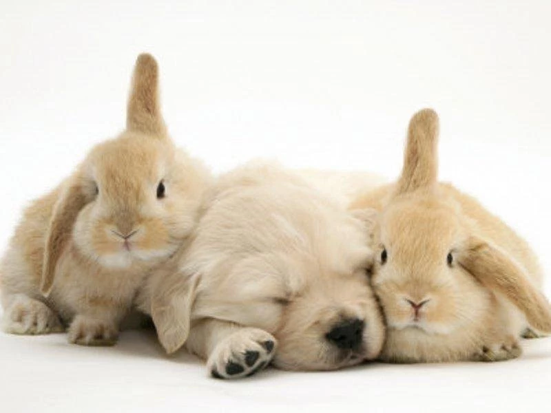 GOLDEN RETRIEVER PUPPPY BUNNIES WALLPAPER (