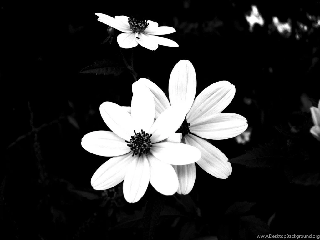 Black And White Flower Desktop Backgrounds Acer Laptop