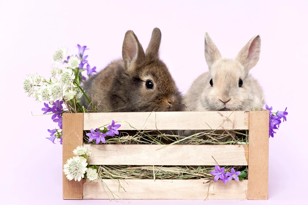 BUNNIES WALLPAPER (