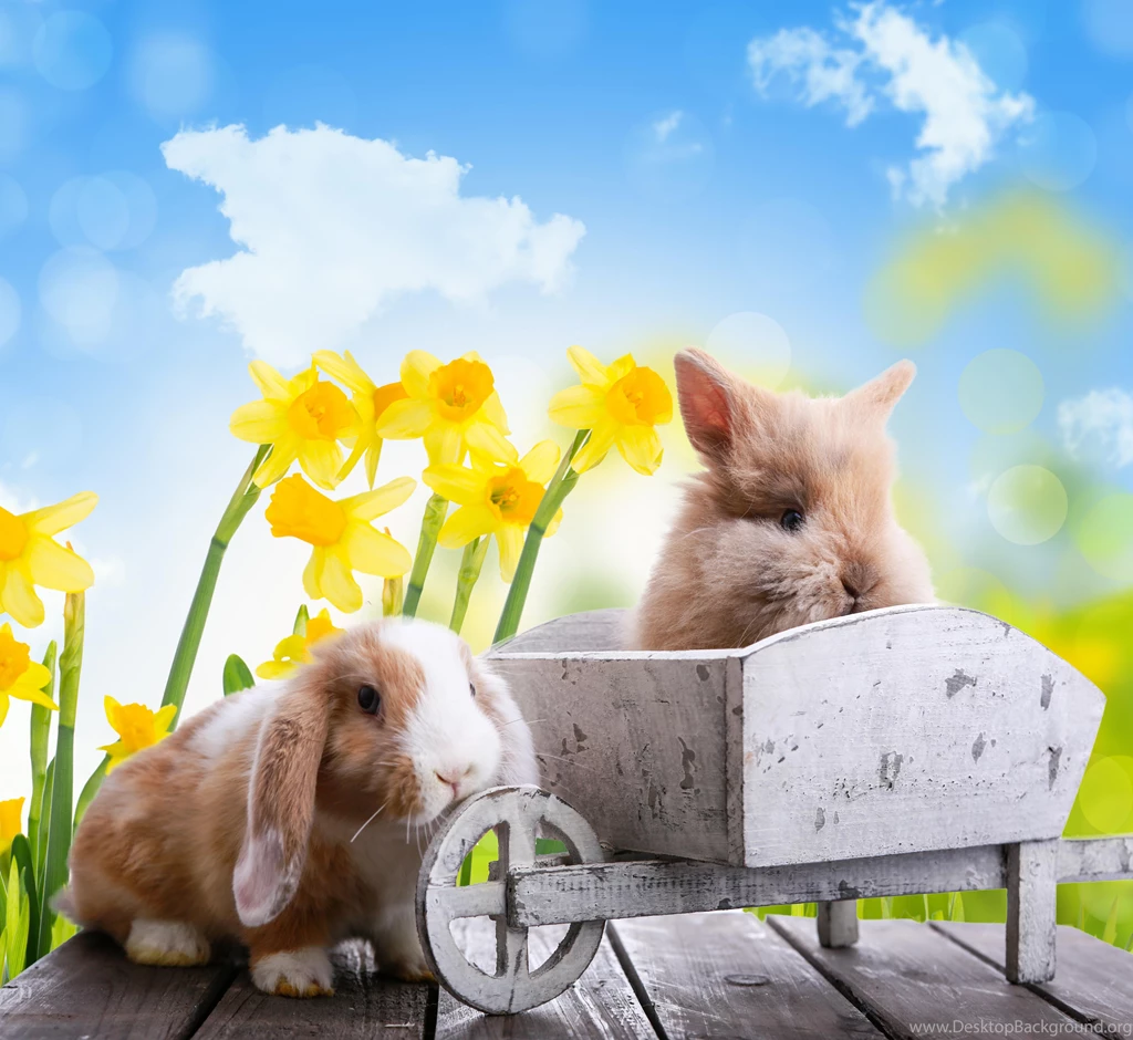 EASTER BUNNIES WALLPAPER   (
