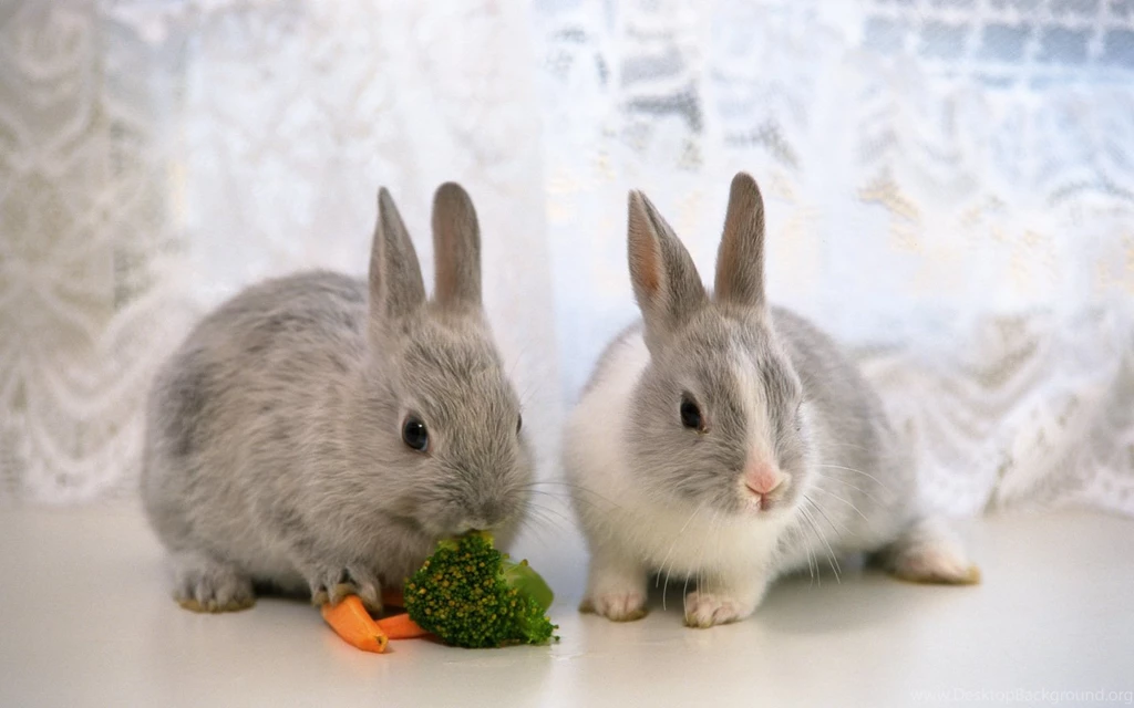 Bunny Backgrounds Wallpapers