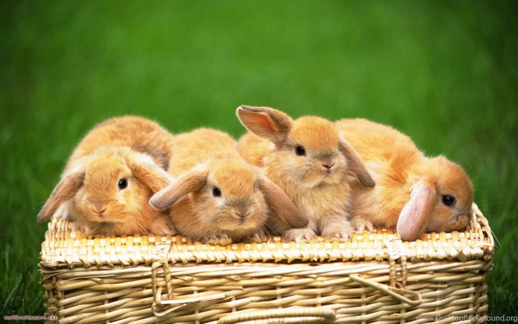 Four cute rabbits Bunnies Wallpapers