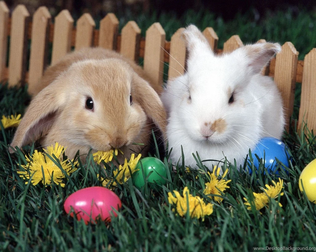 Hd Wallpapers With Two Bunnies Rabbits Jpg