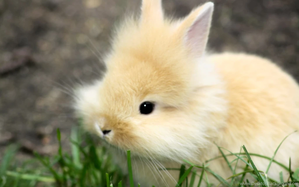 Fluffy Baby Rabbits Wallpapers For Mobile Wallpapers