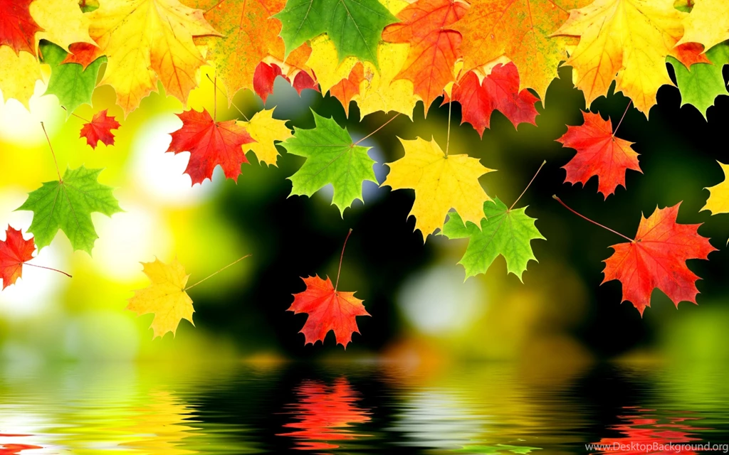 Autumn Fall Foliage Water Wallpapers