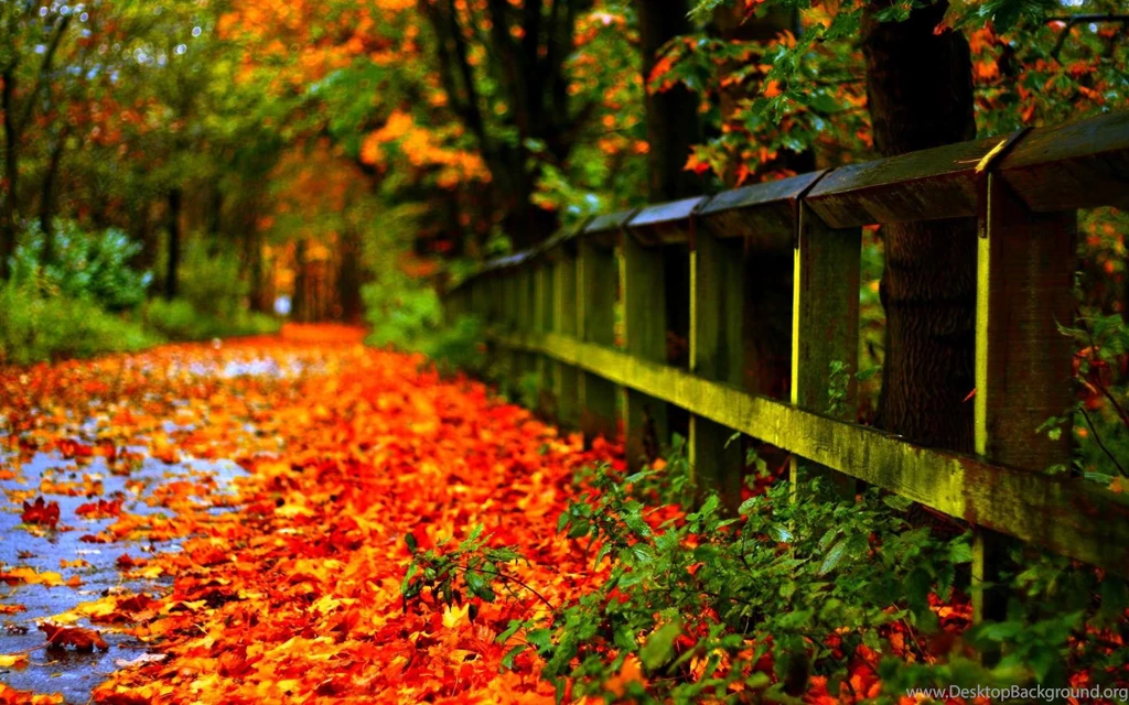 Fall Foliage HD Images
