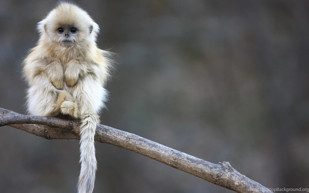 Wallpapers For Cute Monkey Wallpapers