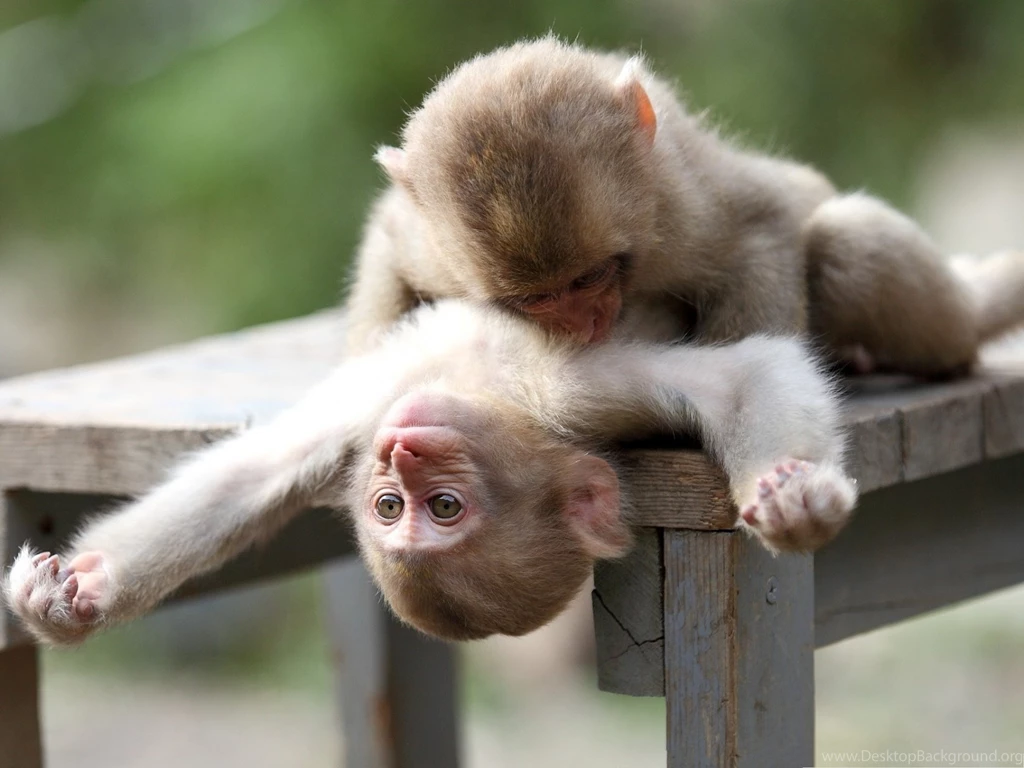 Baby Monkeys Picture, Cute Monkey Playing With Each Other, Close ...