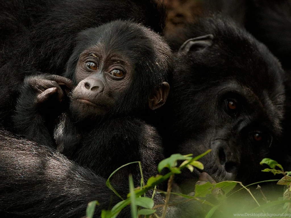 Cute Monkey