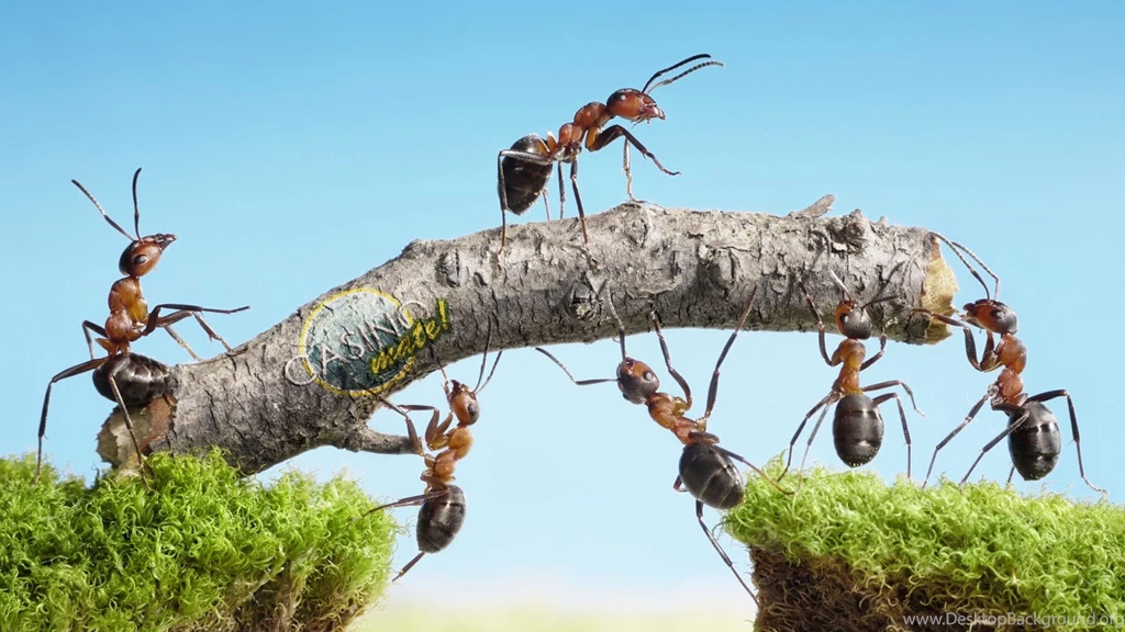 Ants HD Wallpapers