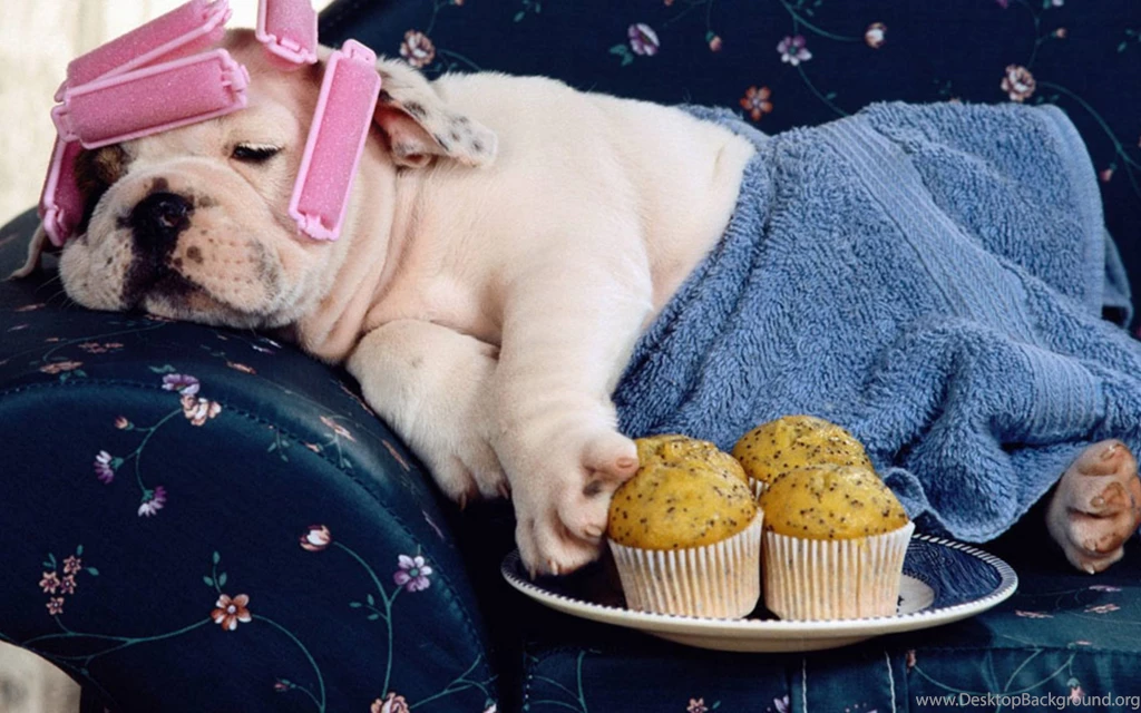 Cute Dog Hd Widescreen Desktop Wallpapers Wallpapers At GetHDPic.com