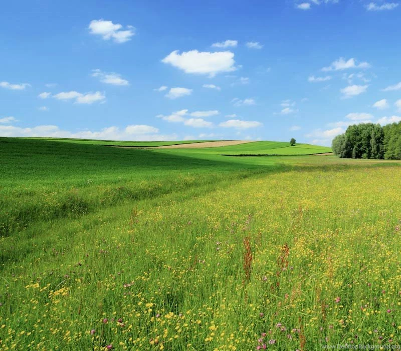 Finger Lakes Farms: Home