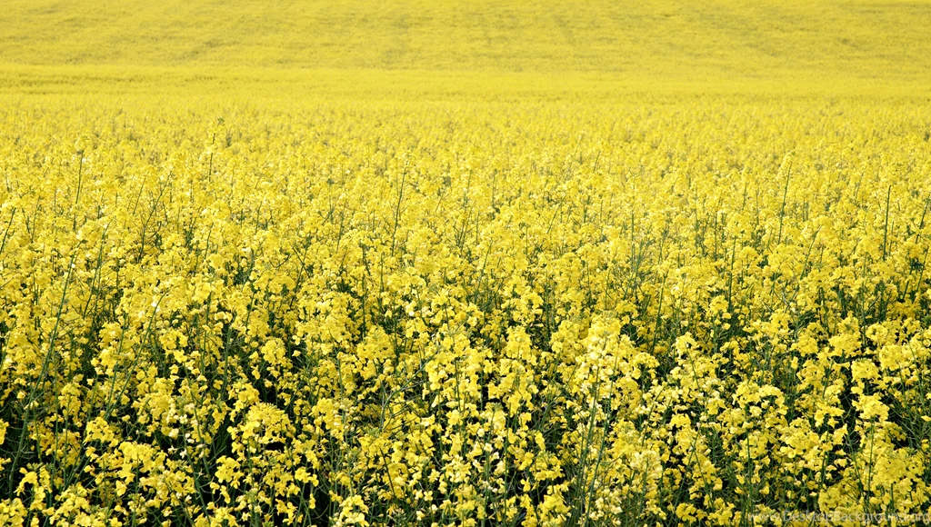 Canola Plants On The Farm Backgrounds Image