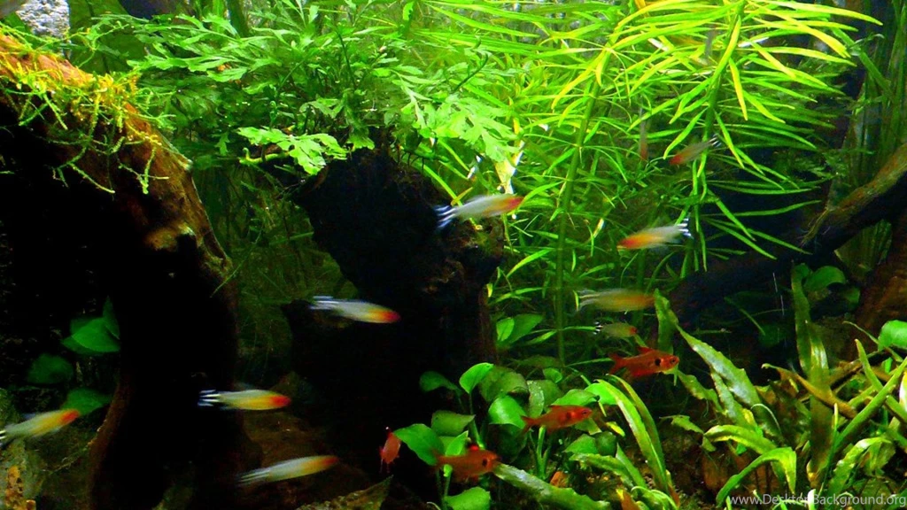 Green Aquarium Hd Wallpapers (