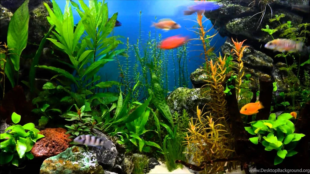 Aquarium Hd Wallpapers High Resolution Ndemok.com