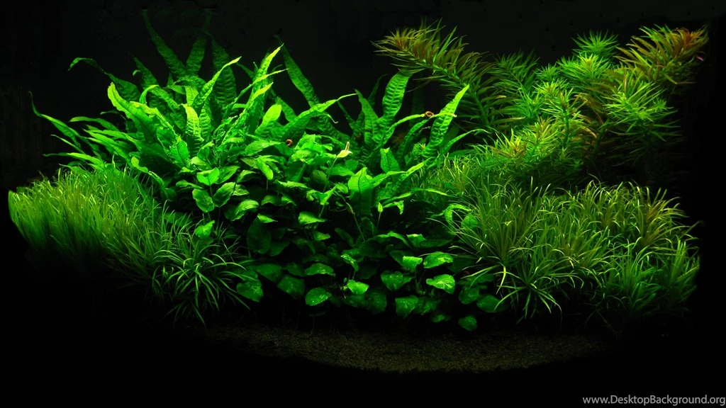 Aquarium Wallpapers Fish Tank