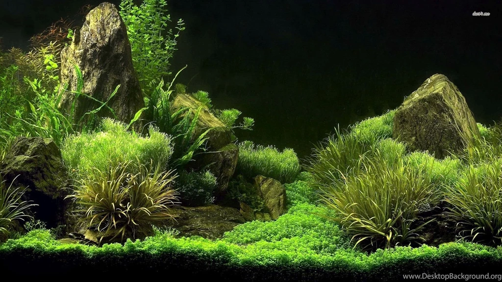 29432 Aquarium 1920x1080 Photography Wallpapers