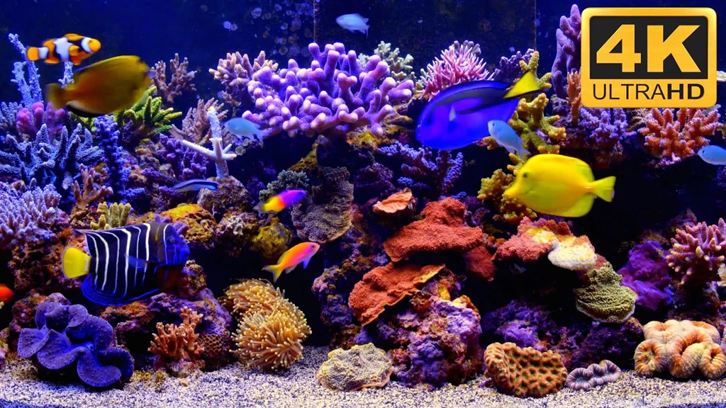 4K Aquarium Video As Desktop Wallpapers