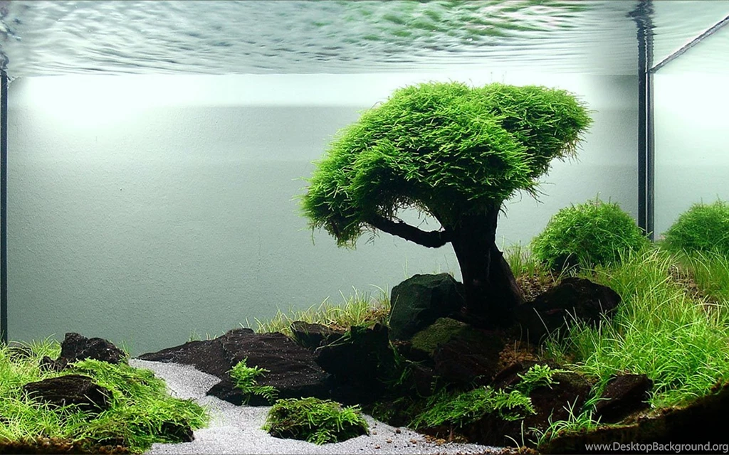 Mini Aquarium Creative Design Wallpapers 13 - Plant Wallpapers ...