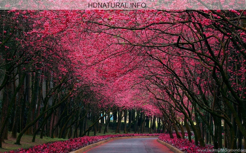 Nature Images Free Download