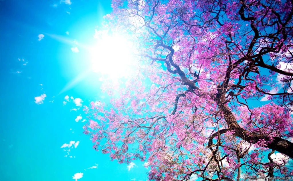 Pretty Flower Backgrounds For Desktops