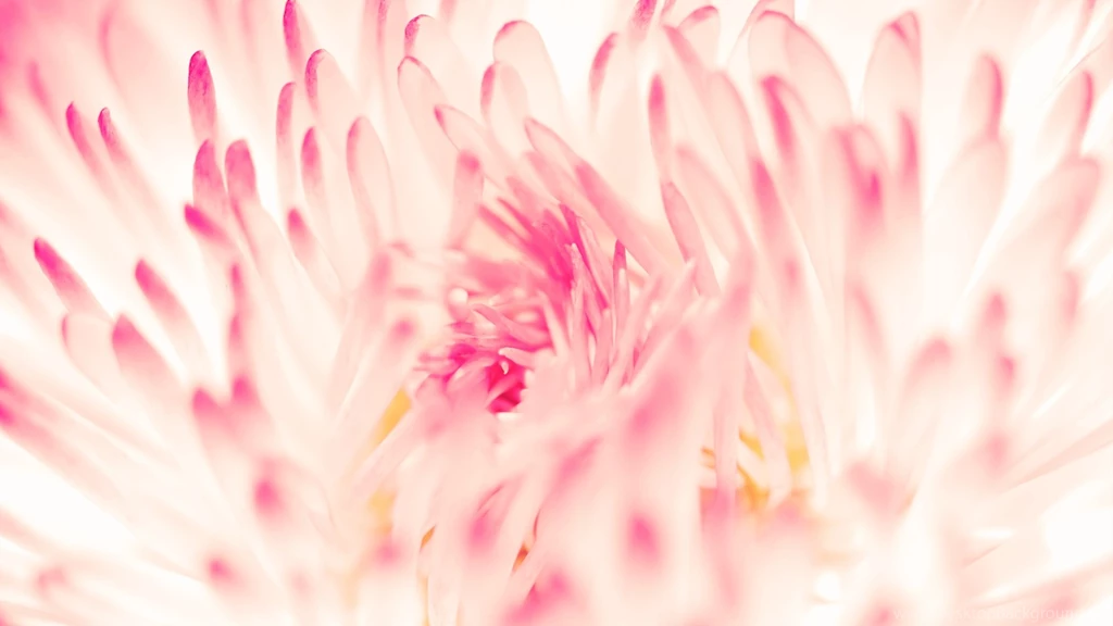 Artistic Beautiful Flower Backgrounds