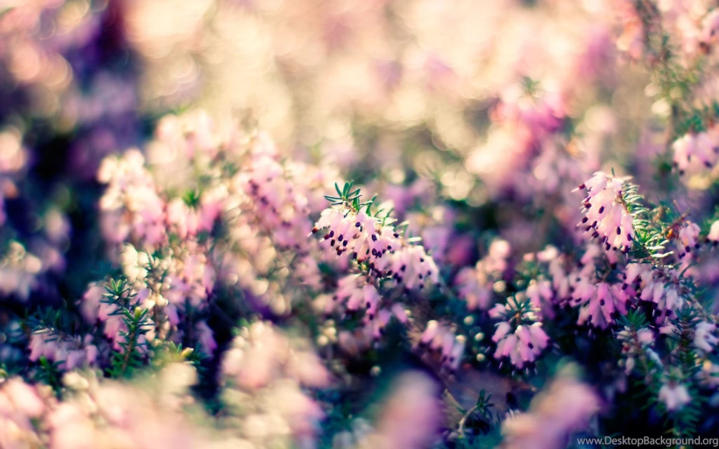 Fine Flowers Desktop Backgrounds: Pretty Flowers HD HDQ