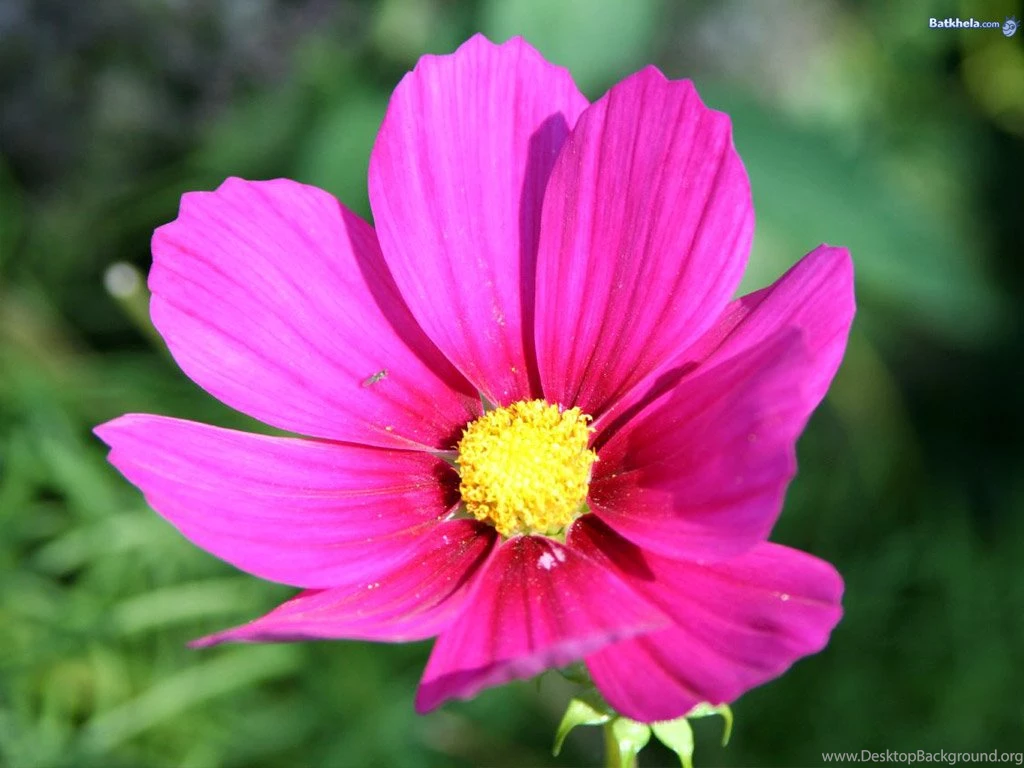 Names Of Pretty Flowers Wallpapers