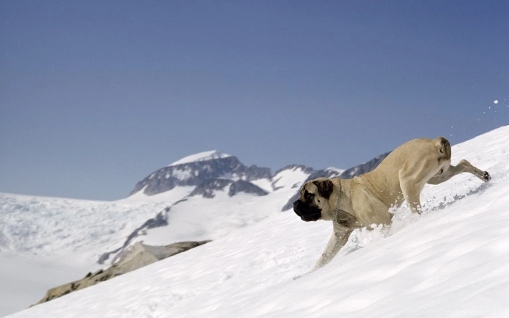 Mastiff PC Desktop Wallpapers Wallpapers