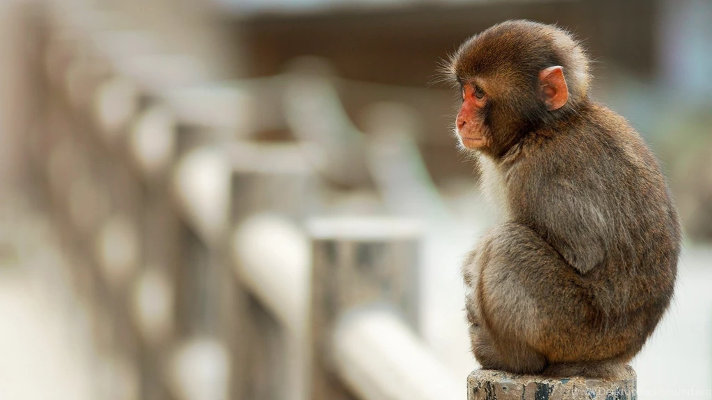 Best HD Wallpapers Of Rhesus Monkey Baby Seating Silently