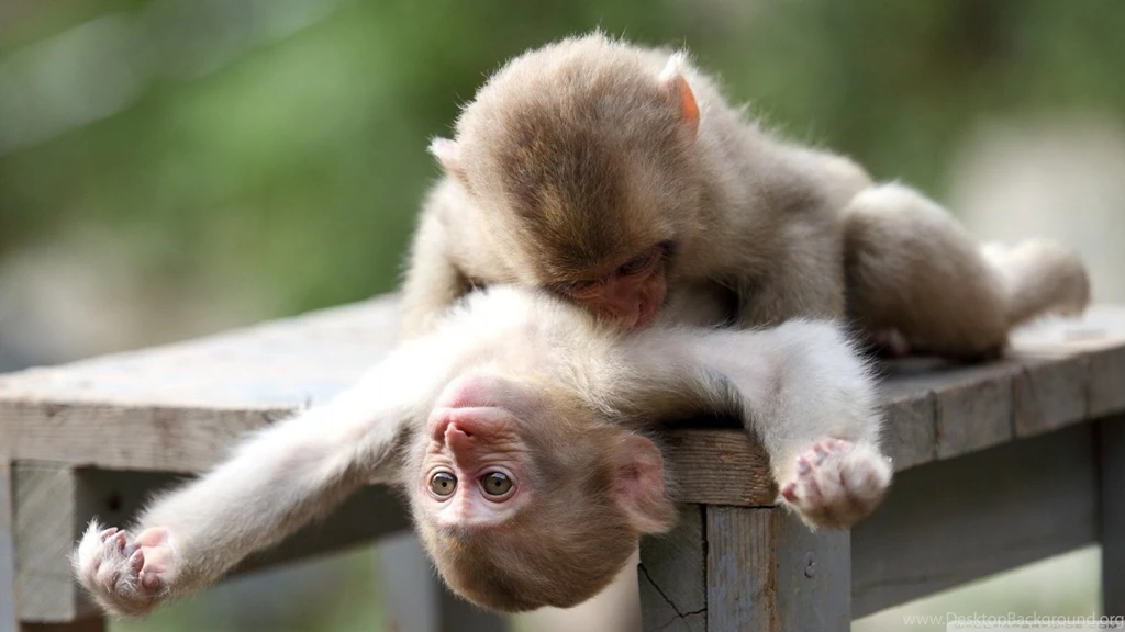 Baby Monkeys Playing HD Desktop Wallpapers : High Definition ...