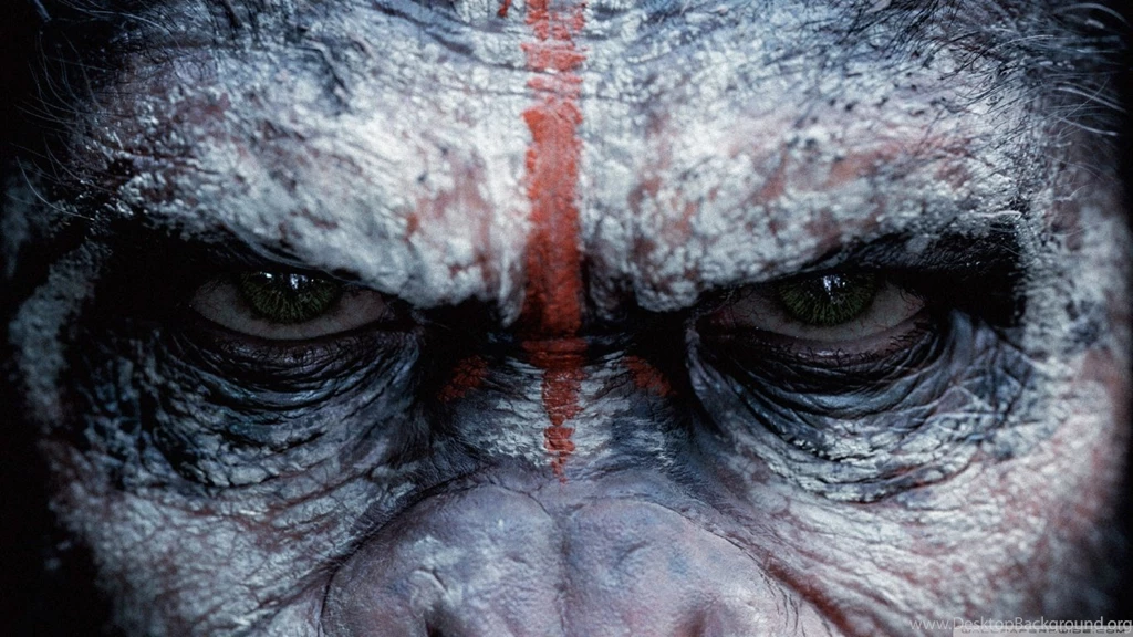 Angry Monkey Wallpapers