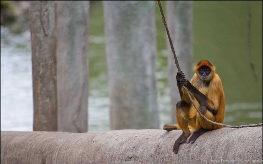 Spider Monkey Wallpapers HD Wallpaper Backgrounds Of Your Choice