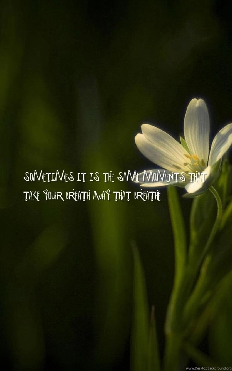 Where To Buy True Love, Life Philosophy Quotes Wallpapers ...