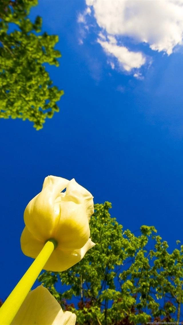 Tulip Race iPhone 5 Wallpapers Hd 640x1136 Iphone 5 Wallpapers ...