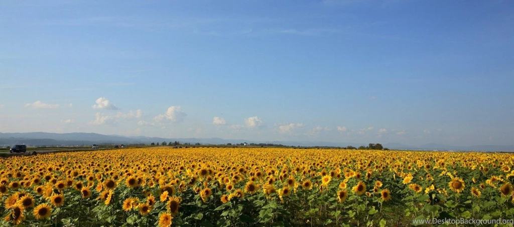 50 Beautiful Flower Wallpapers