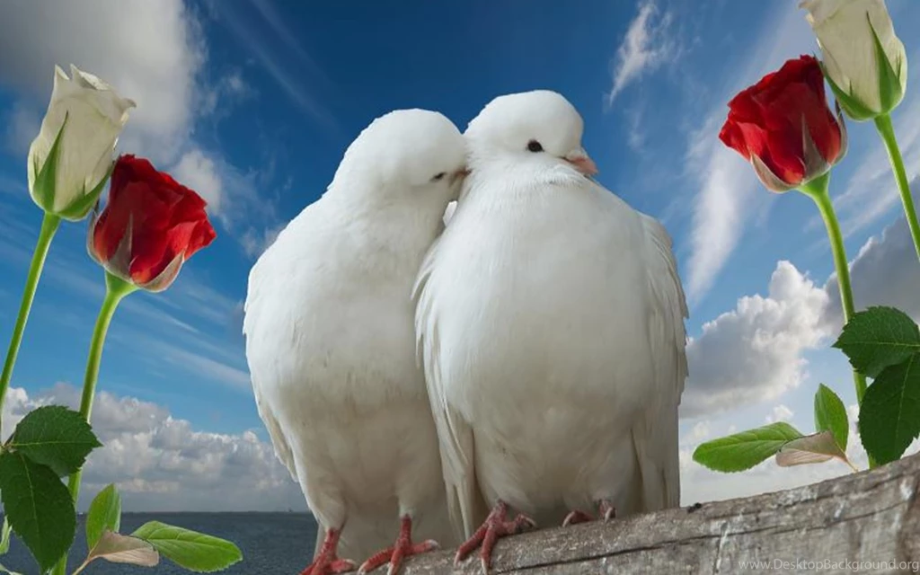 Love Birds Images