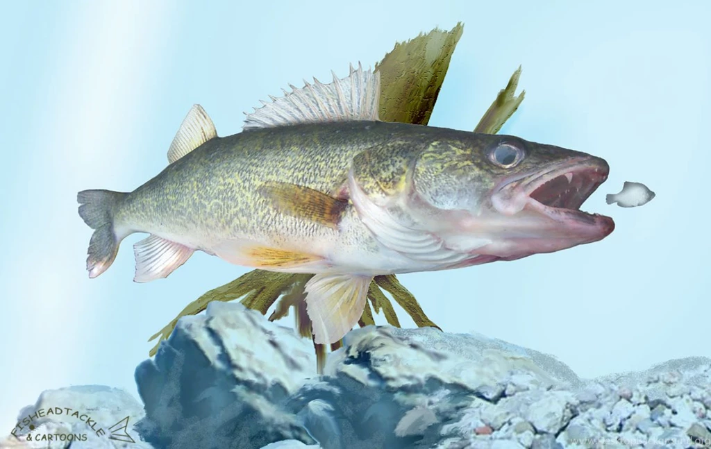 Walleye Art