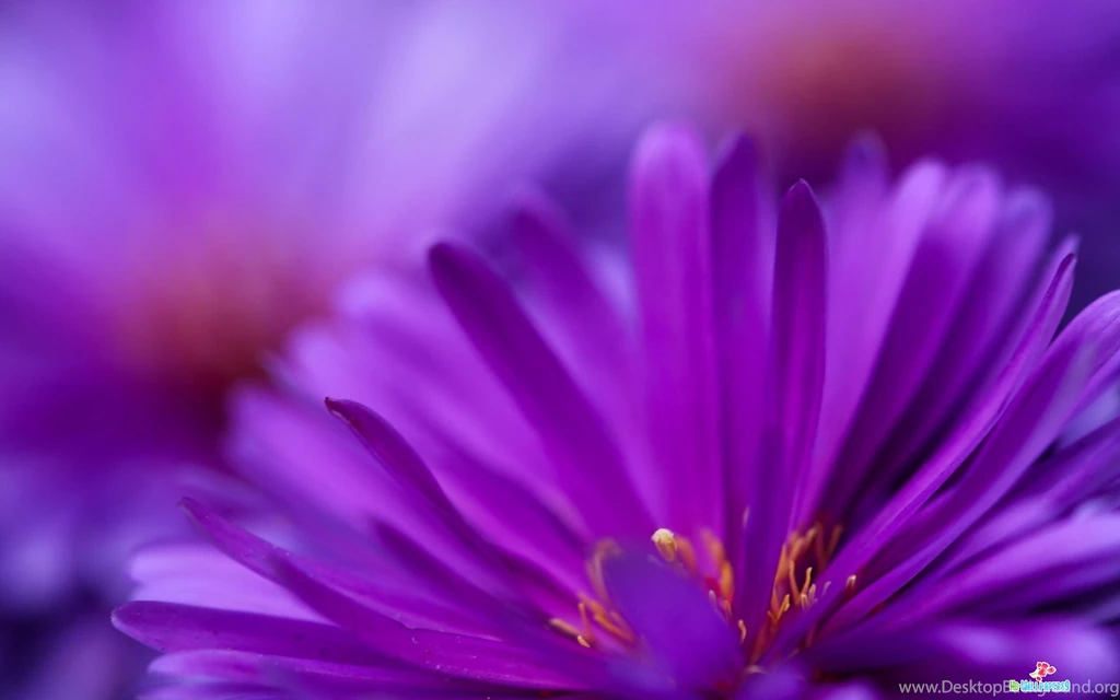 Flowers High Resolution Desktop Windows Wallpapers 033.jpg