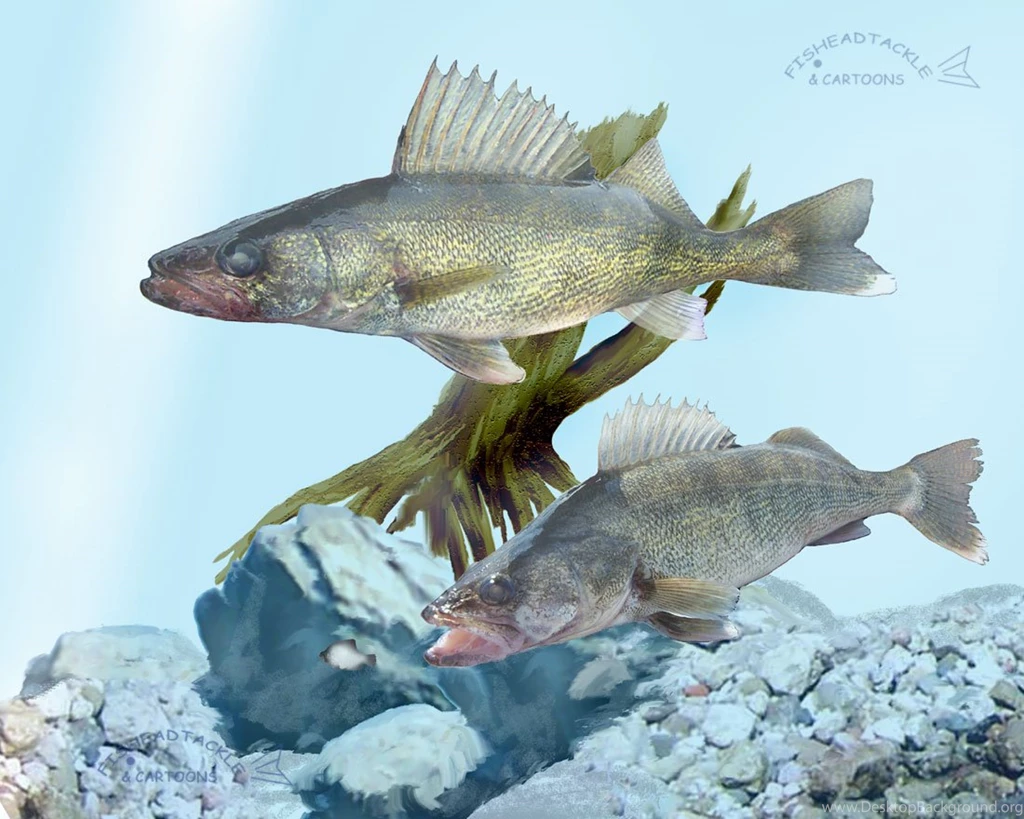 Walleye Art 19