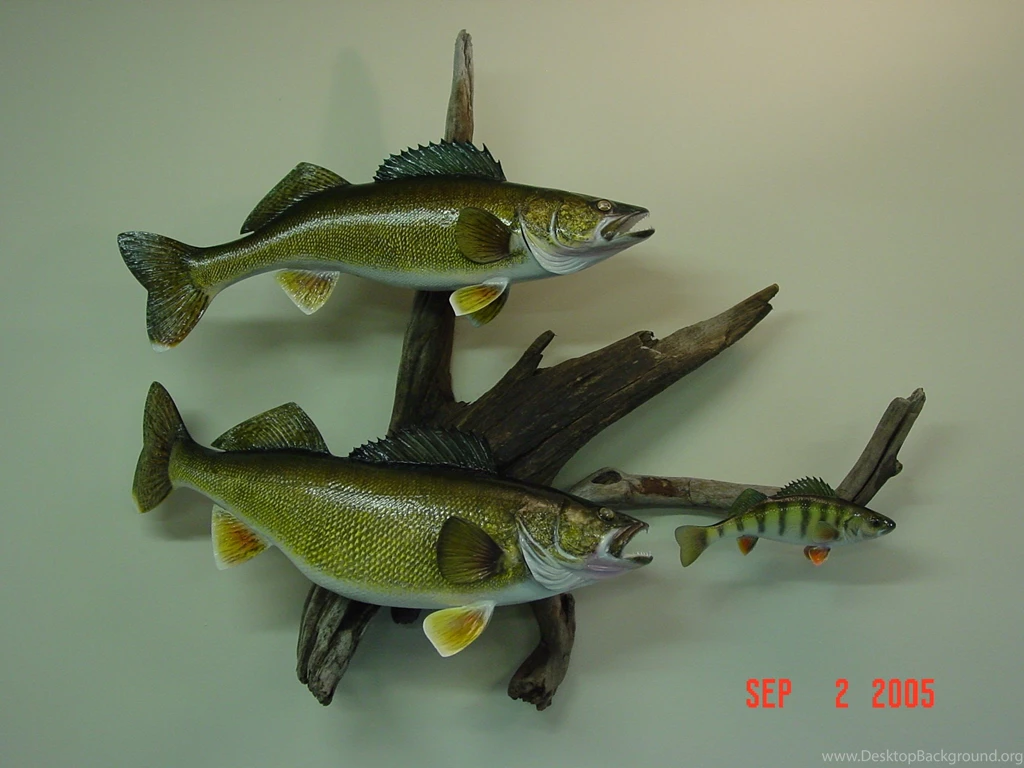 Walleye.JPG