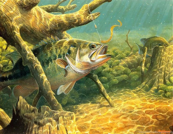 Bass Fishing Pictures On Pinterest