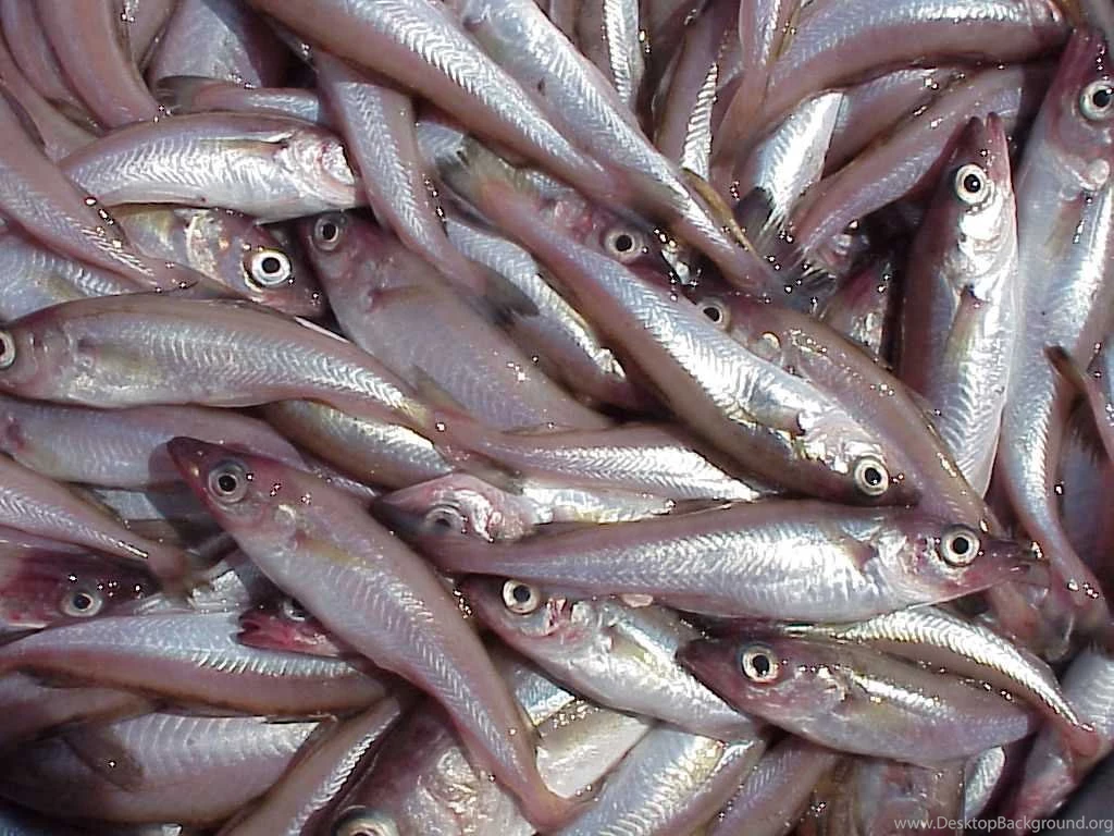 Arctic Report Card Fisheries In The Bering Sea Overland