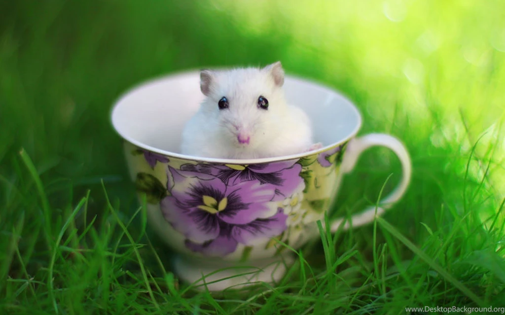 Cute Hamster Wallpapers Desktop