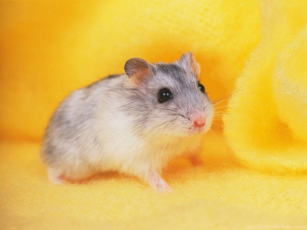 Hamster Wallpapers Image Backgrounds