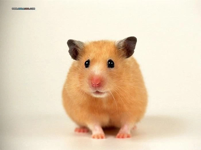 Photo: A Golden Hanster Cute Little Hamsters Wallpapers 3 ...