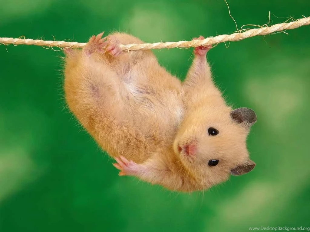 Latest Funny Pictures: Funny Hamster Wallpapers
